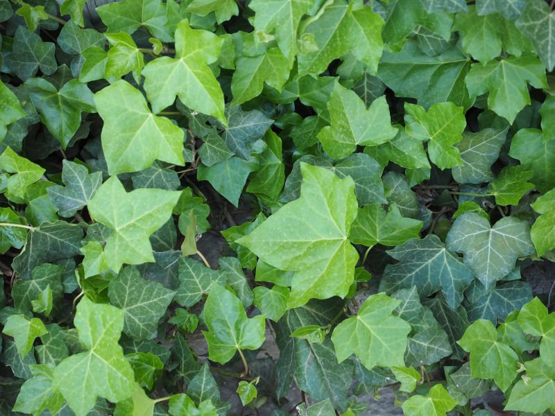 Poison Ivy Abatement Service