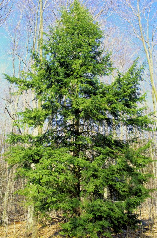 Hemlock Removal in Newark, DE