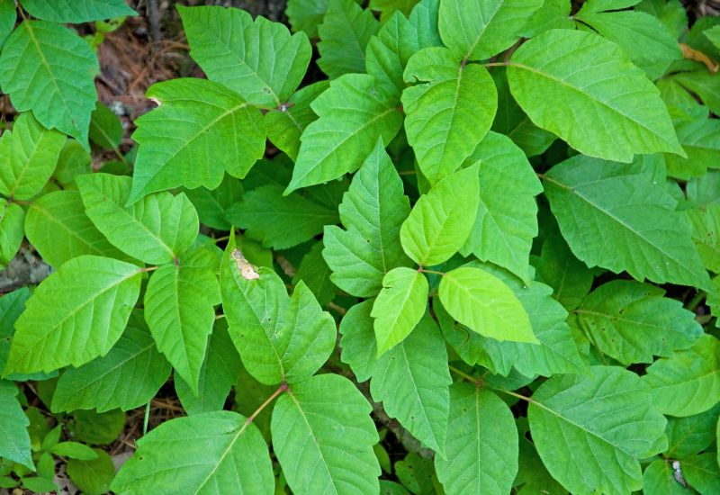 Poison Ivy Removal in Pottstown, PA
