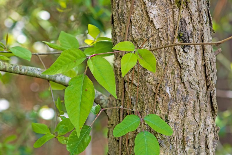 Poison Ivy Removal in Honolulu, HI
