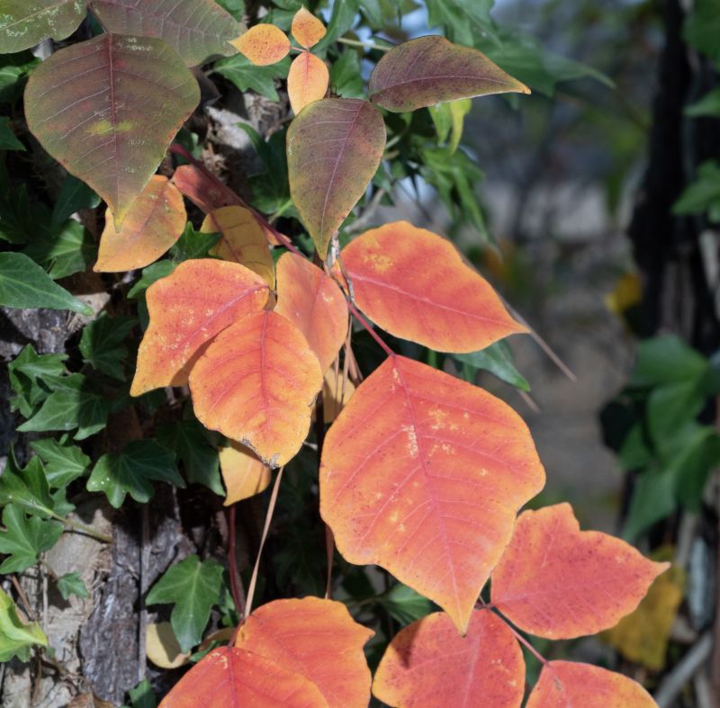 Poison Ivy Removal in Doylestown, PA