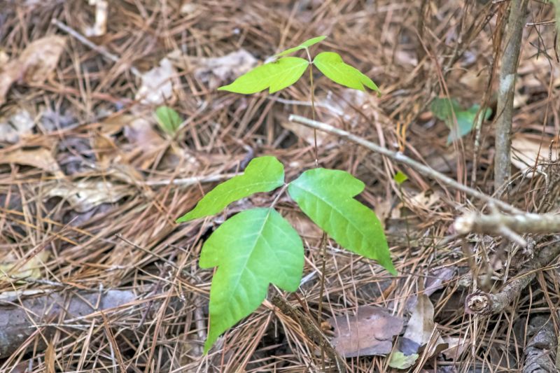 Poison Oak Removal in Montgomery County, PA