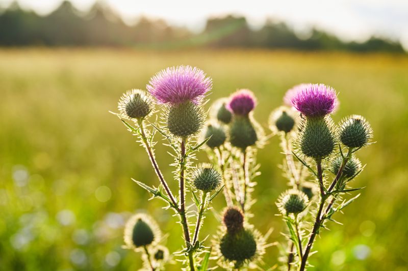 Thistle Treatment in Honolulu, HI