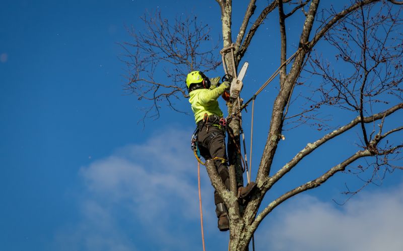 Ivy Removal