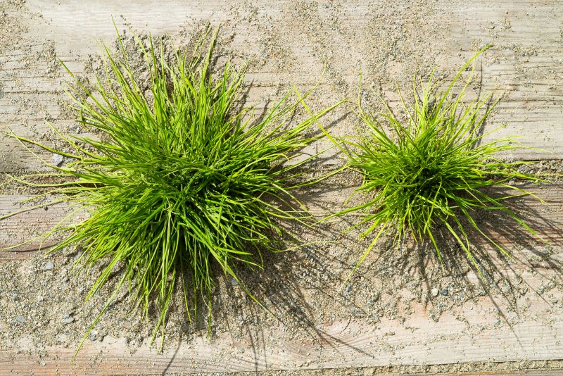 Crabgrass Prevention in Rockwall, TX