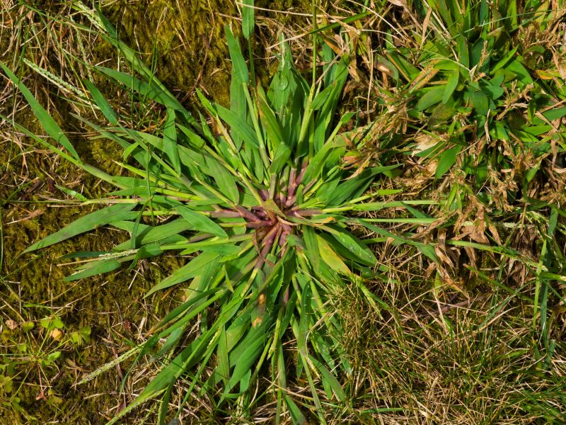 Crabgrass Removal in Ventura County, CA
