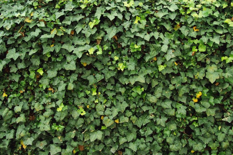 Ivy-covered Walls