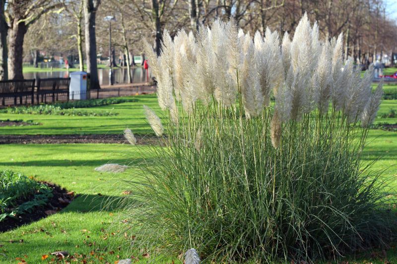 Pampas Grass Control in Ventura County, CA