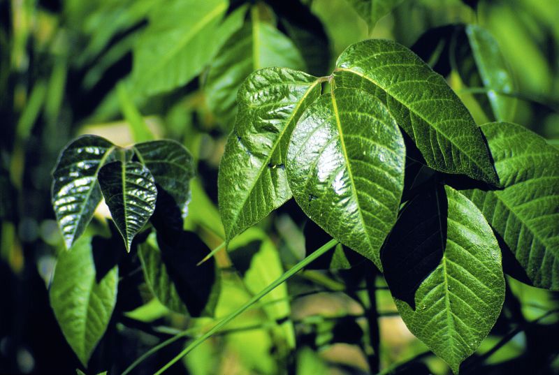 Poison Ivy Removal in Bel Air, MD