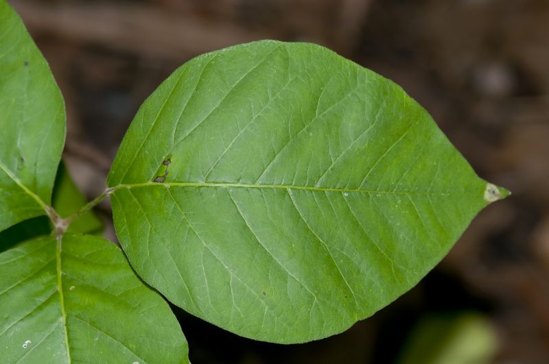 Poison Ivy Removal in West Chester, PA