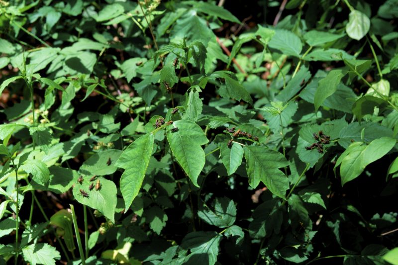 Poison Ivy Removal in Bucks County, PA