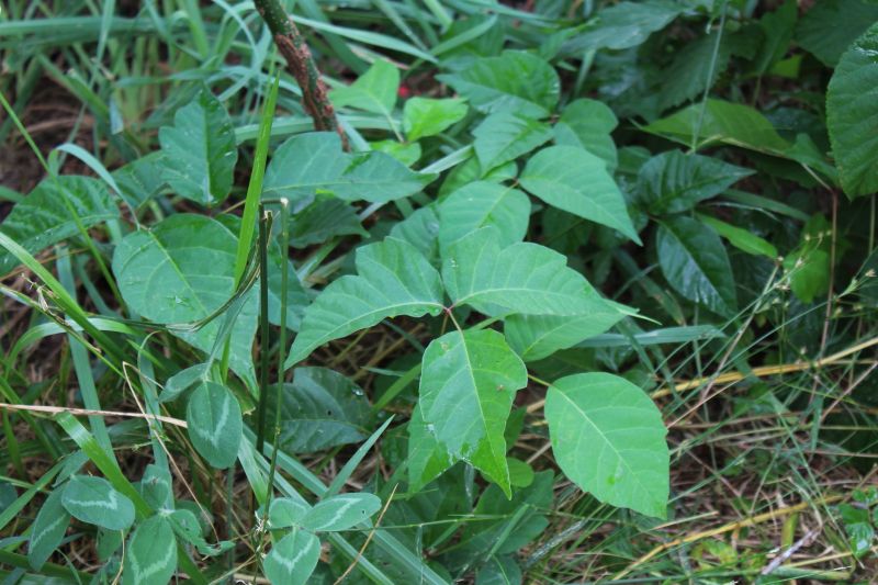 Poison Ivy Removal in Montgomery County, PA