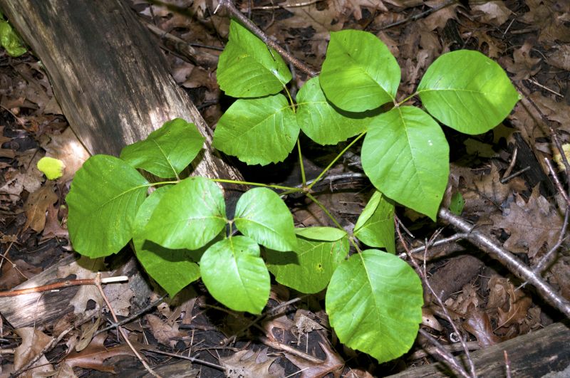 Poison Ivy Removal in Montgomery County, PA