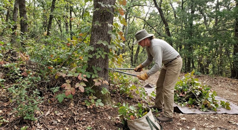 Poison Oak Removal in Philadelphia, PA