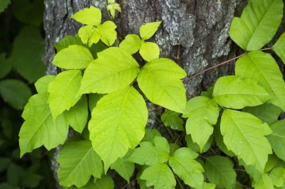 Poison Oak Removal in Ventura County, CA