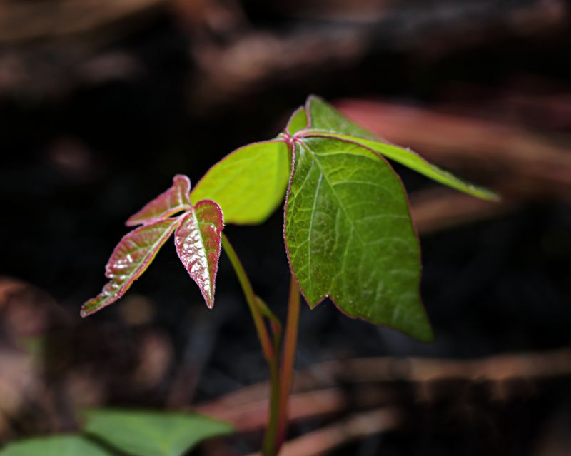 Poison Oak Removal in Montgomery County, PA