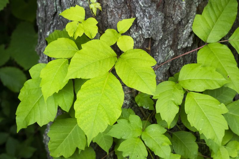Poison Oak Removal in Bucks County, PA