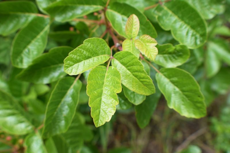 Poison Oak Removal in Wilmington, DE