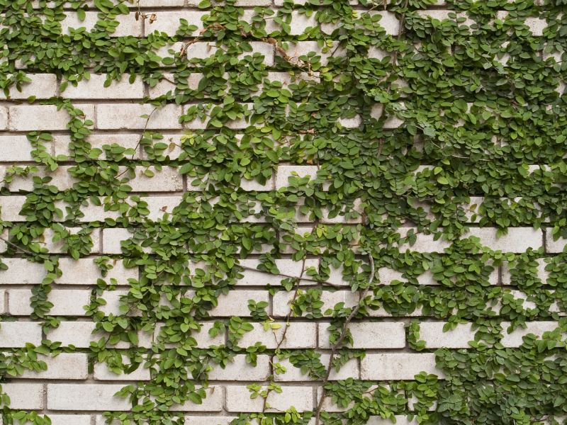 Protects Trees and Plants